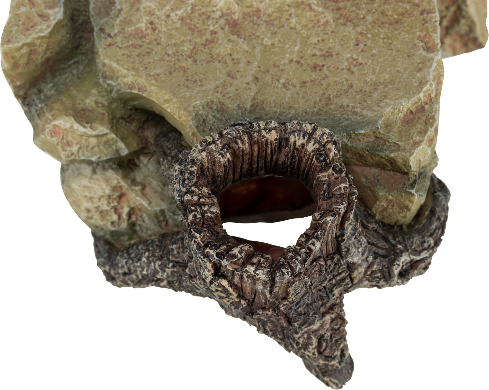 Felsplateau mit Baumstamm