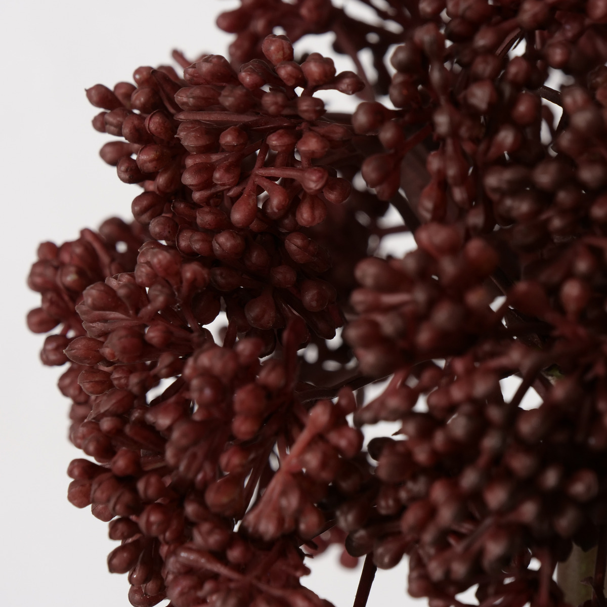 Stielblume 3-fach sortiert bei leitermann.de günstig kaufen Stielblume 3-fach sortiert