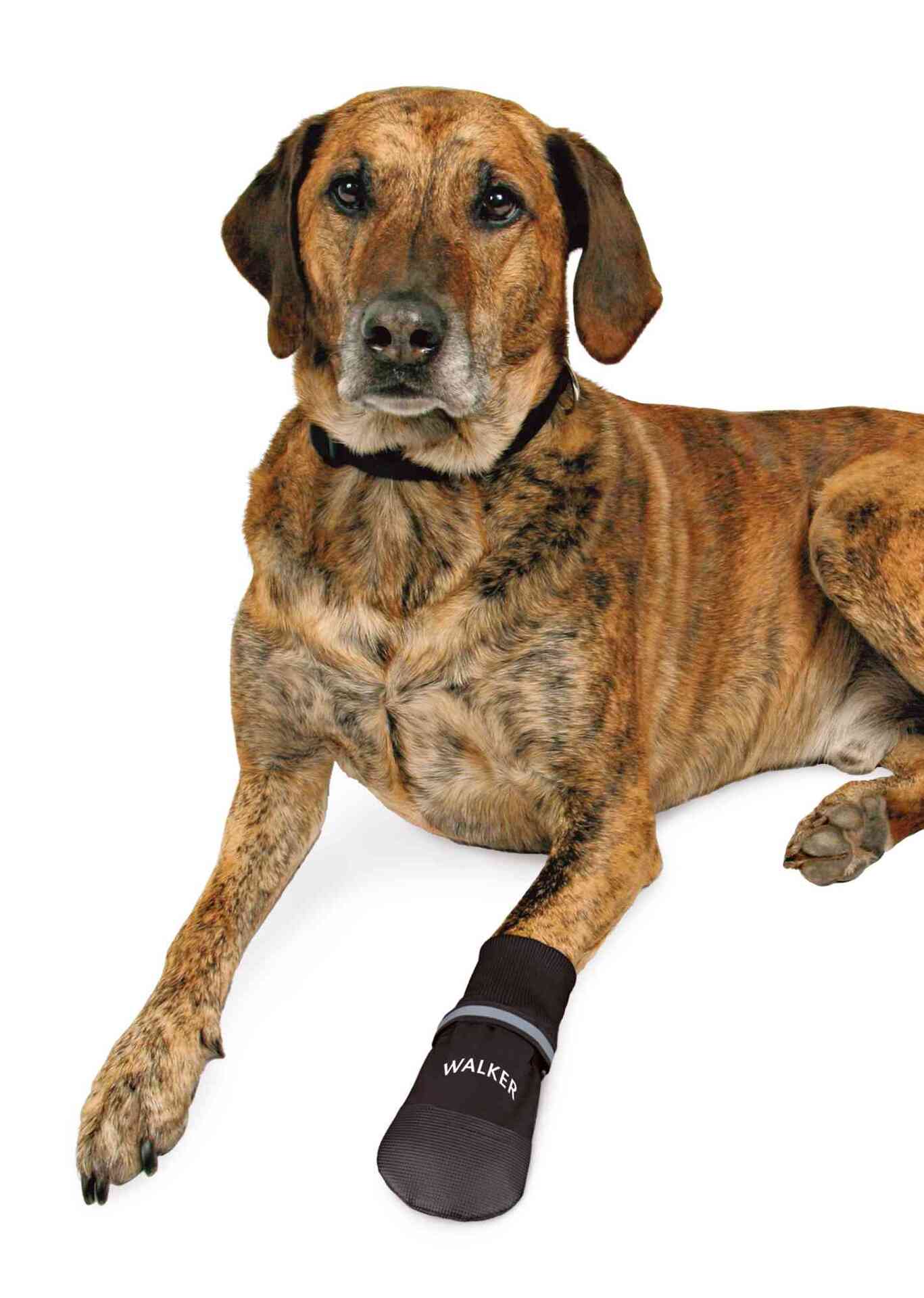 Pfotenschutz Walker Care Comfort