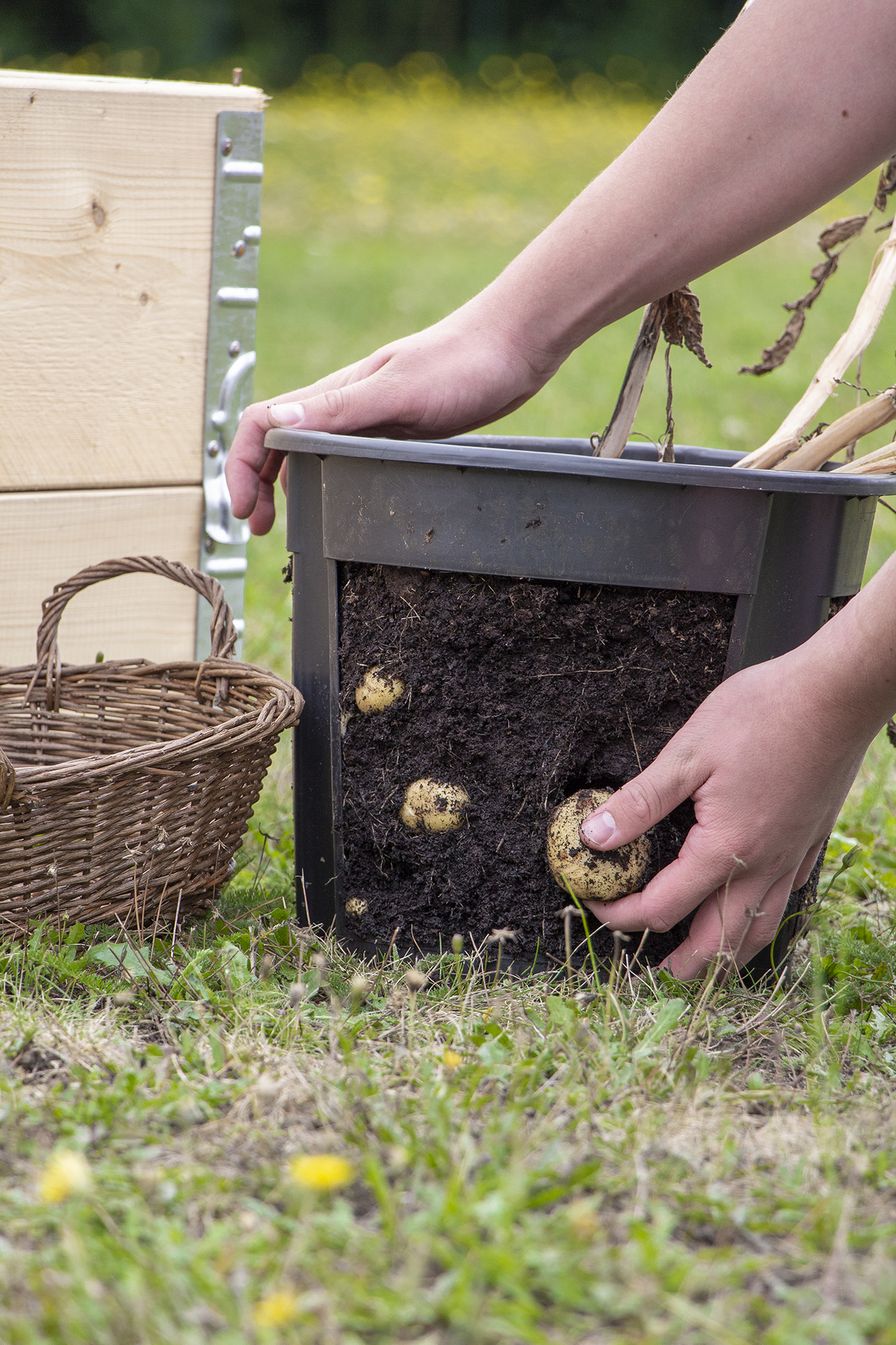 Universal Kartoffelerde 50L bei leitermann.de günstig kaufen Universal Kartoffelerde 50L