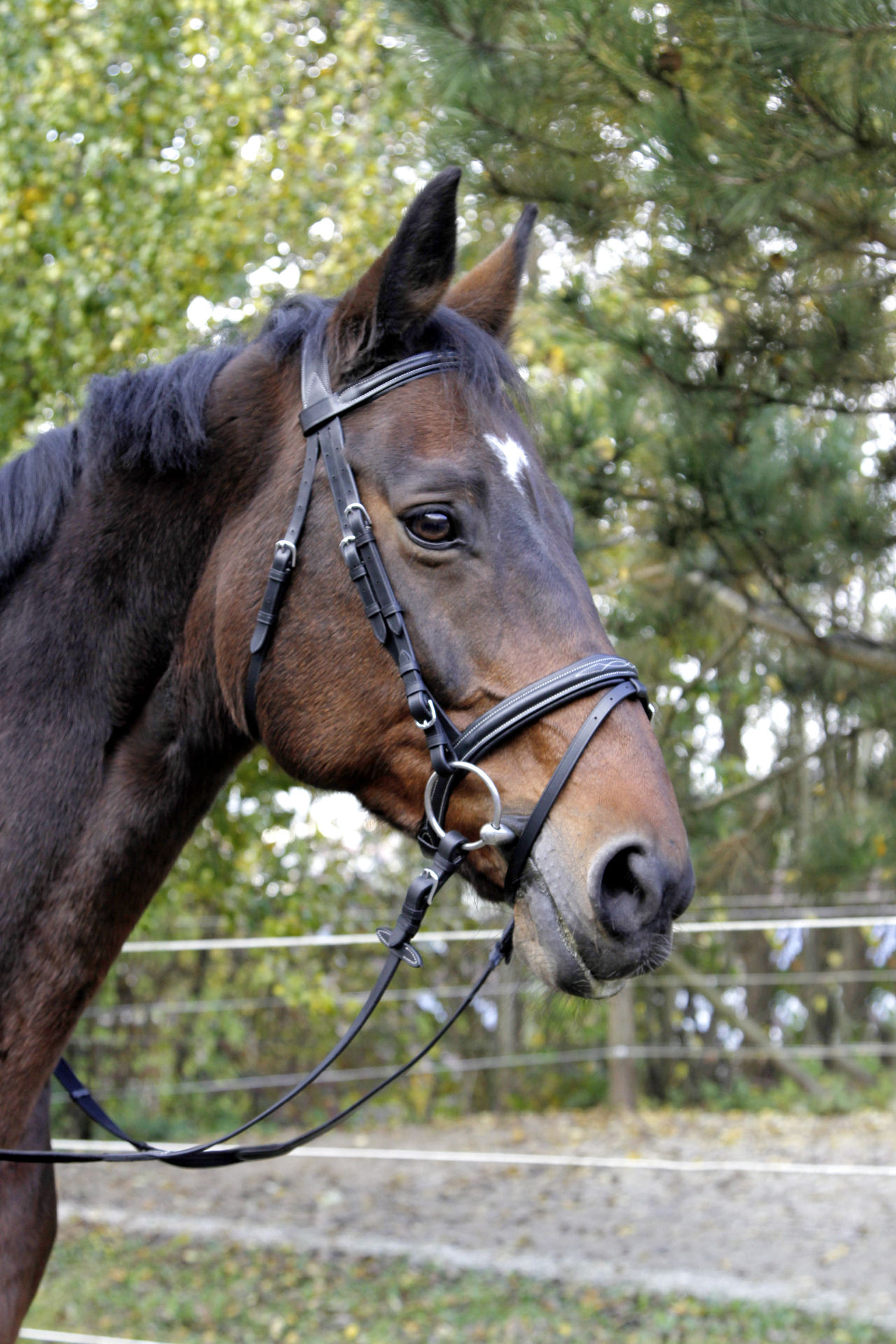 Trensenzaum Classic, schwarz bei leitermann.de günstig kaufen Trensenzaum Classic, schwarz