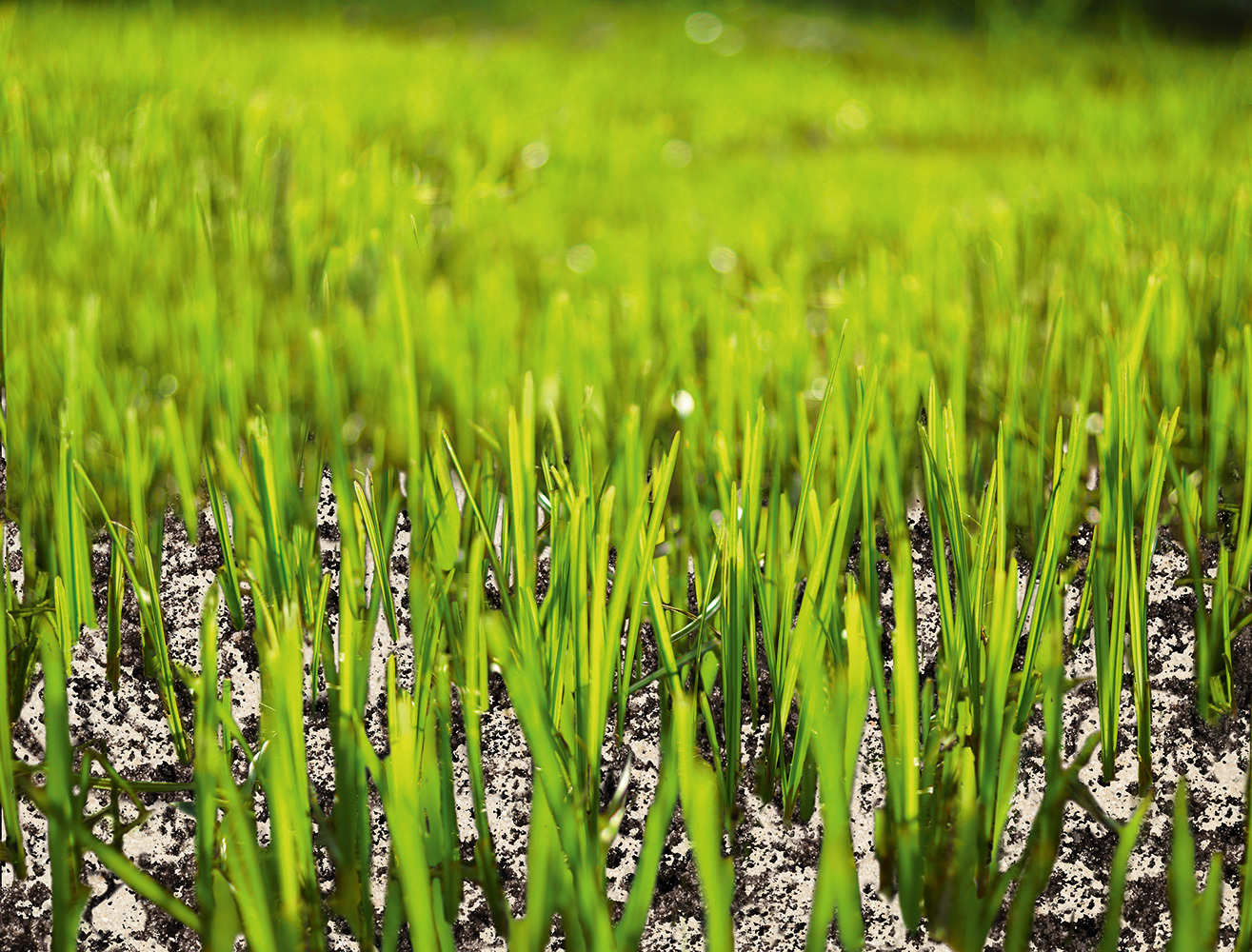 Rasensand bei leitermann.de günstig kaufen Rasensand