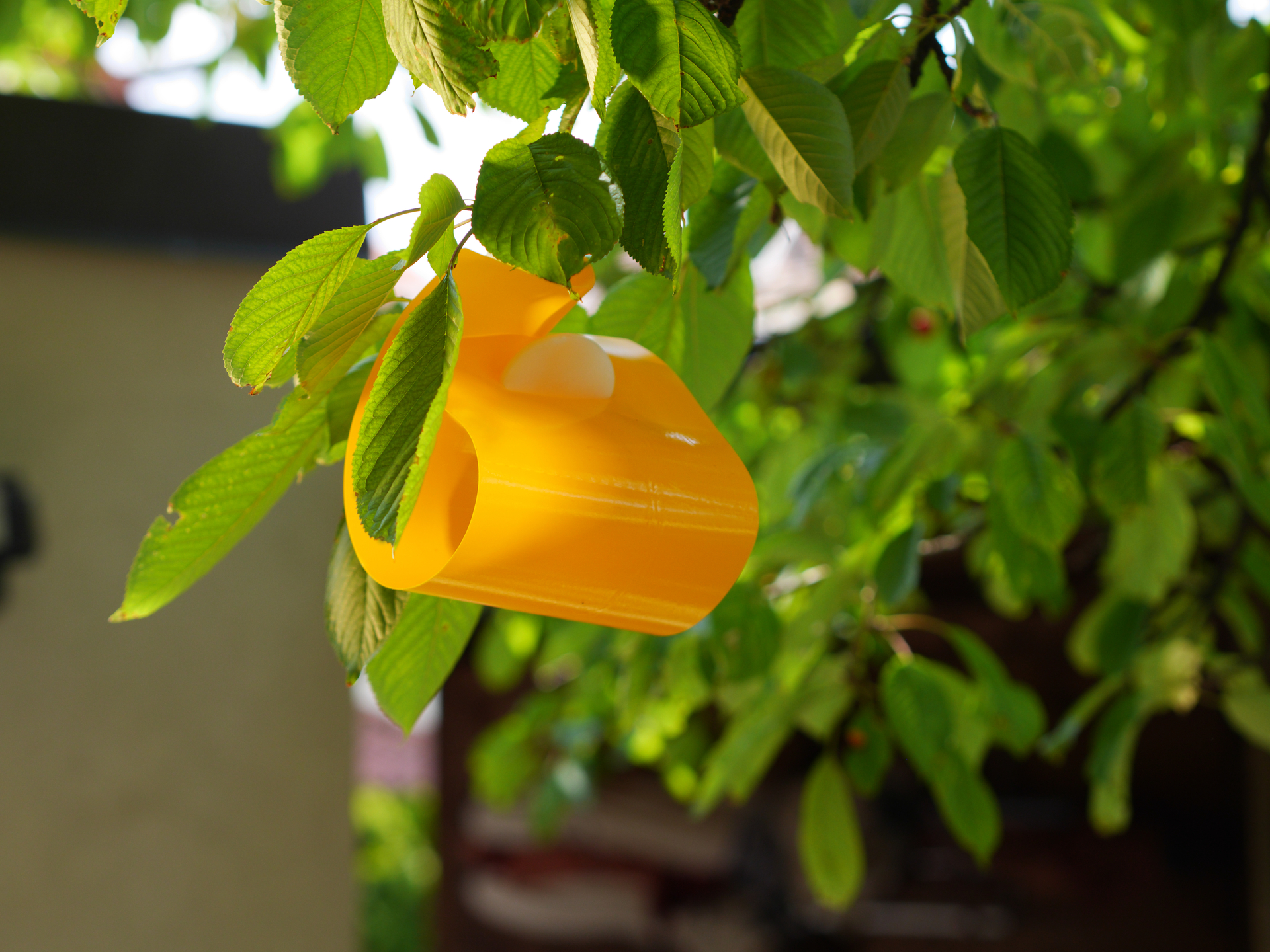 Kirsch- & Walnuss-Fruchtfliegen Fallensystem bei leitermann.de günstig kaufen Kirsch- & Walnuss-Fruchtfliegen Fallensystem