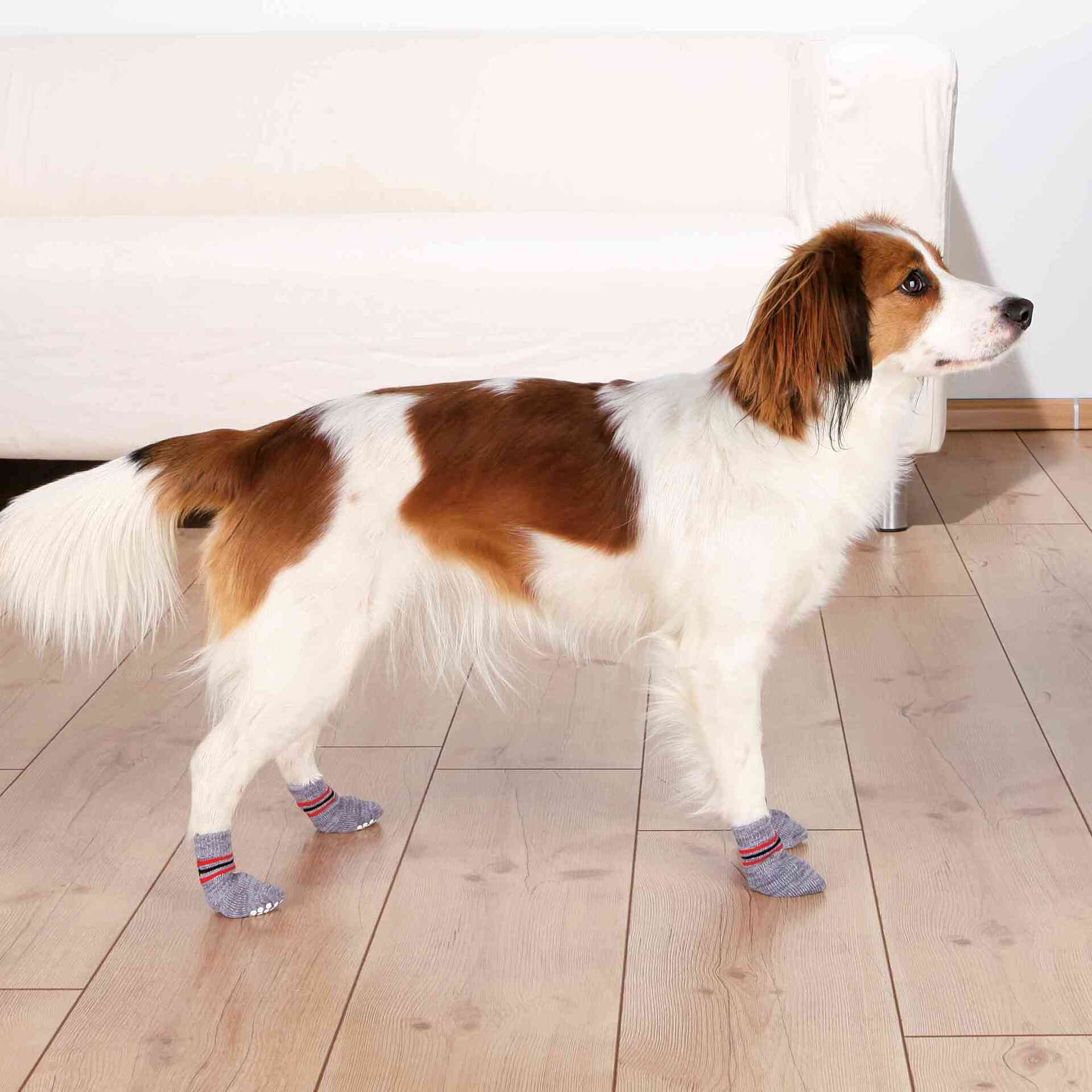Hundesocken bei leitermann.de günstig kaufen Hundesocken