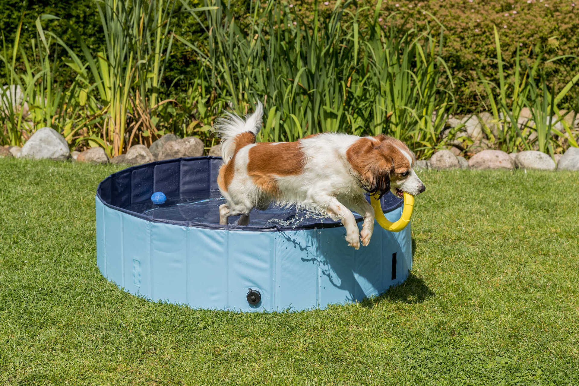 Hundepool bei leitermann.de günstig kaufen Hundepool