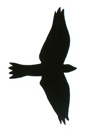 Greifvogelsilhouetten