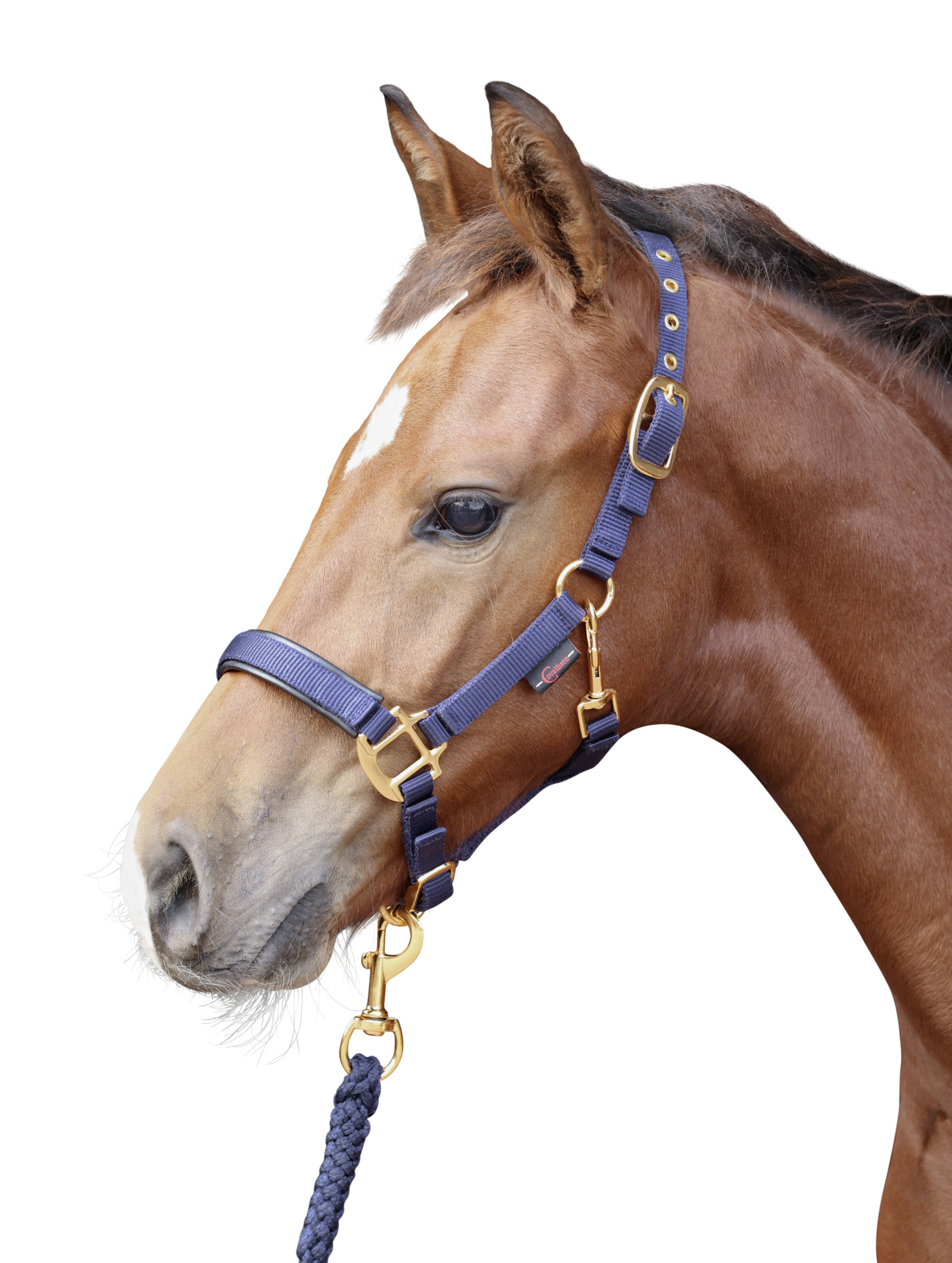 Fohlenhalfter TopLine