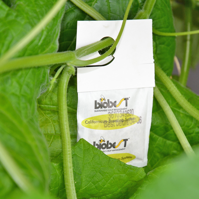 Amblyseius californicus (Raubmilben gegen Spinnmilben), 25 Tüten bei leitermann.de günstig kaufen Amblyseius californicus (Raubmilben gegen Spinnmilben), 25 Tüten