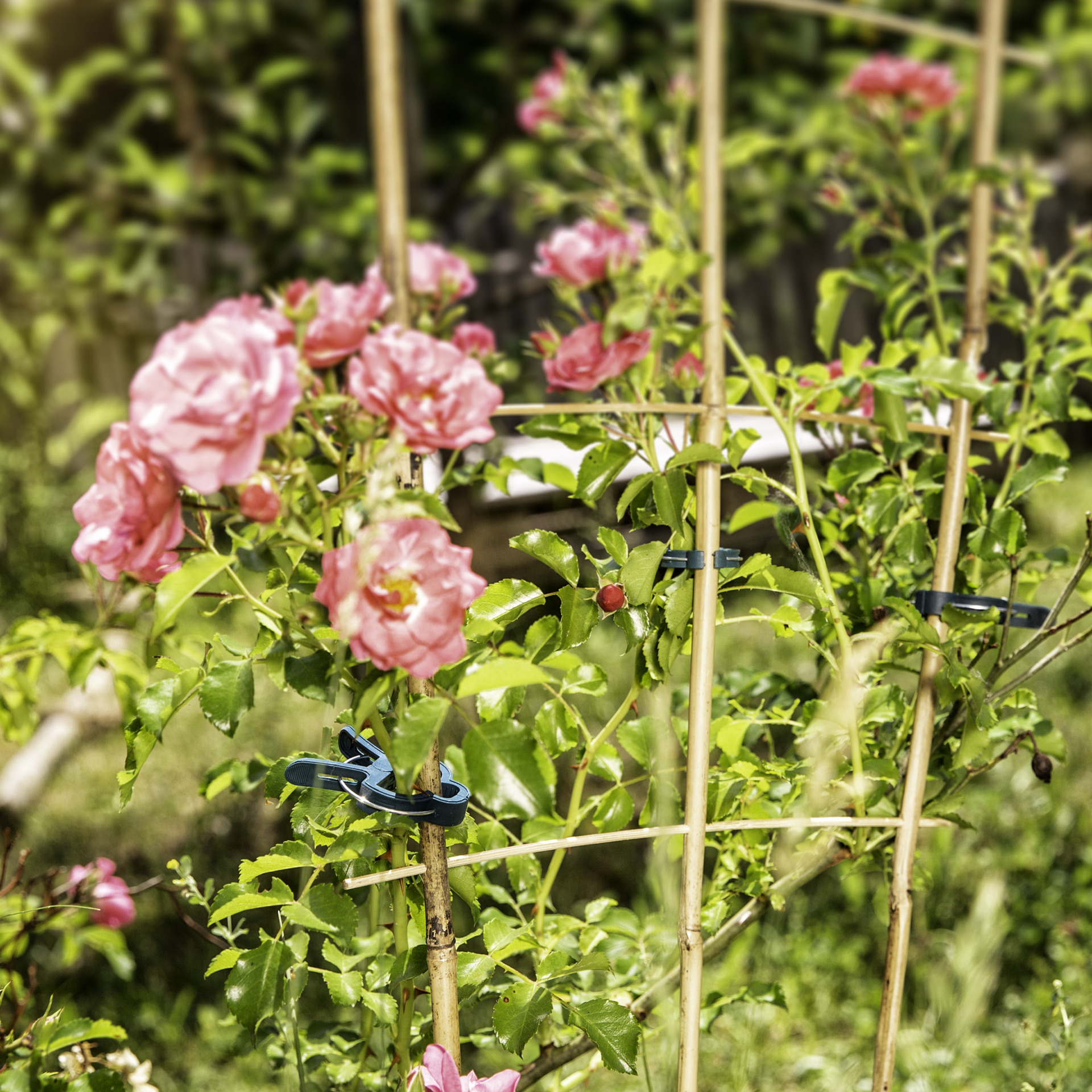 Pflanzenhalterset bei leitermann.de günstig kaufen Pflanzenhalterset