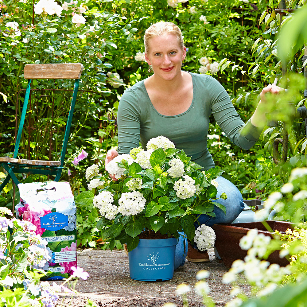 Premium-Hortensiendünger Endless Summer - rot