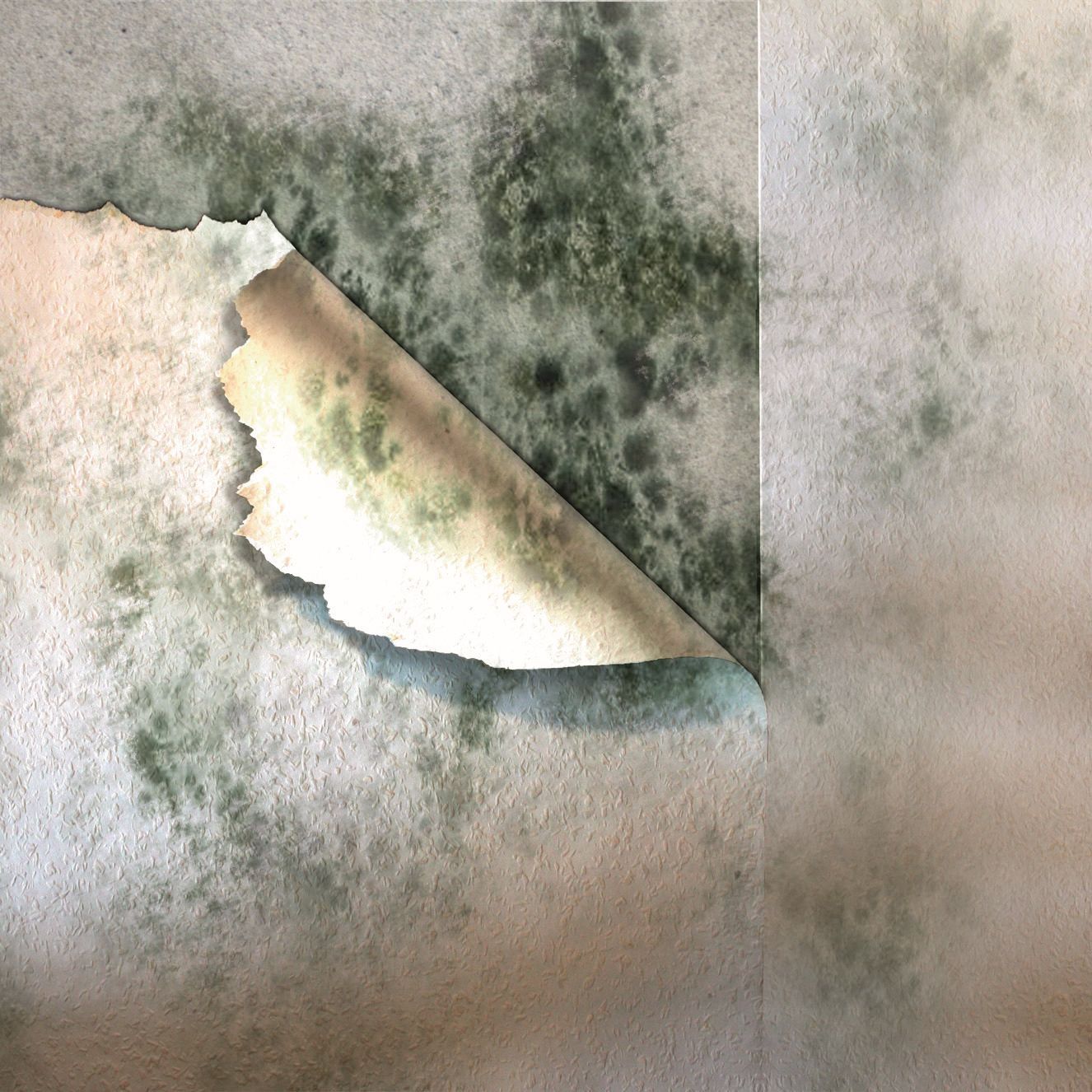 MEM Schimmel-Entferner bei leitermann.de günstig kaufen MEM Schimmel-Entferner