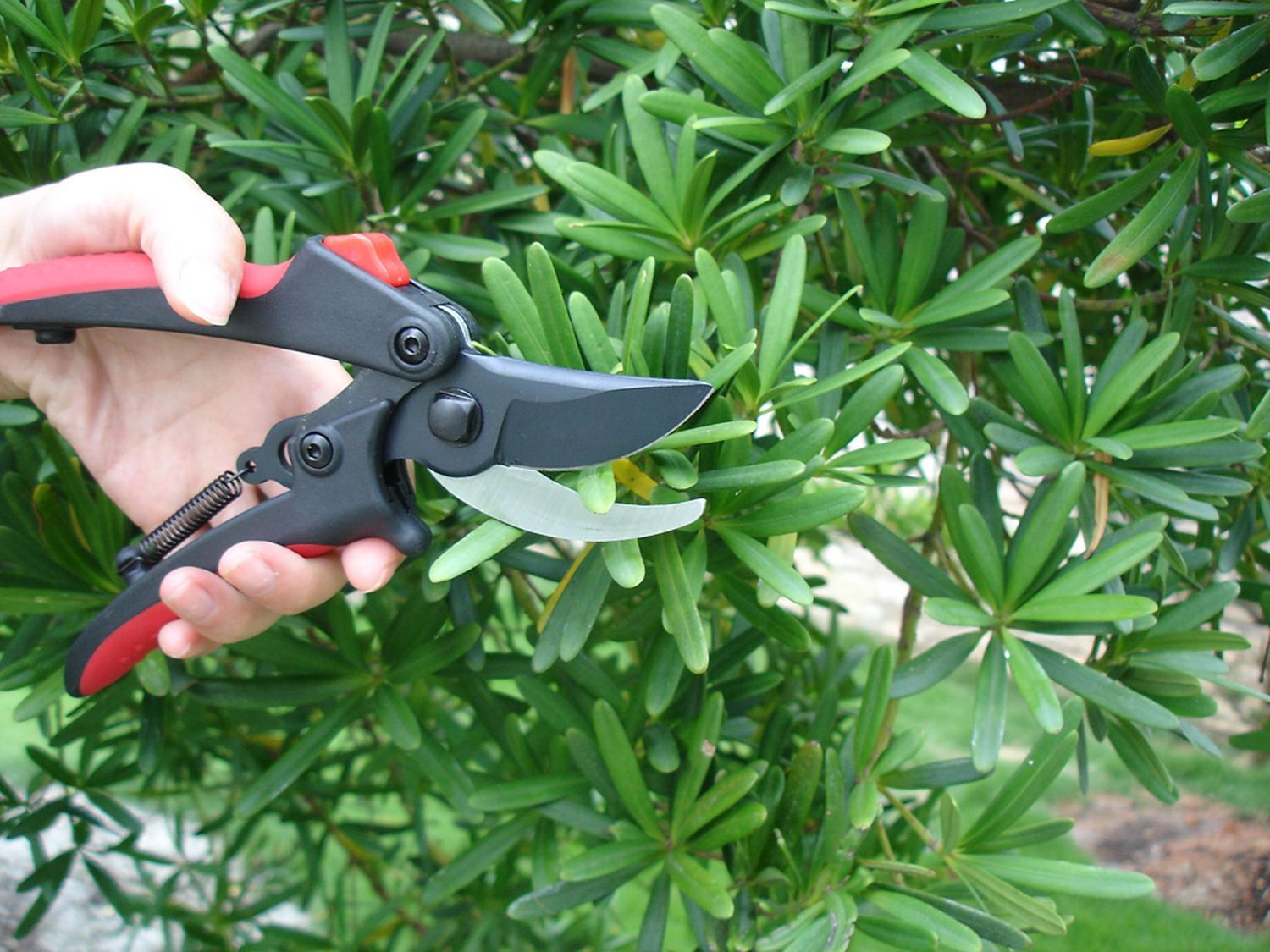 Bypass-Gartenschere bei leitermann.de günstig kaufen Bypass-Gartenschere