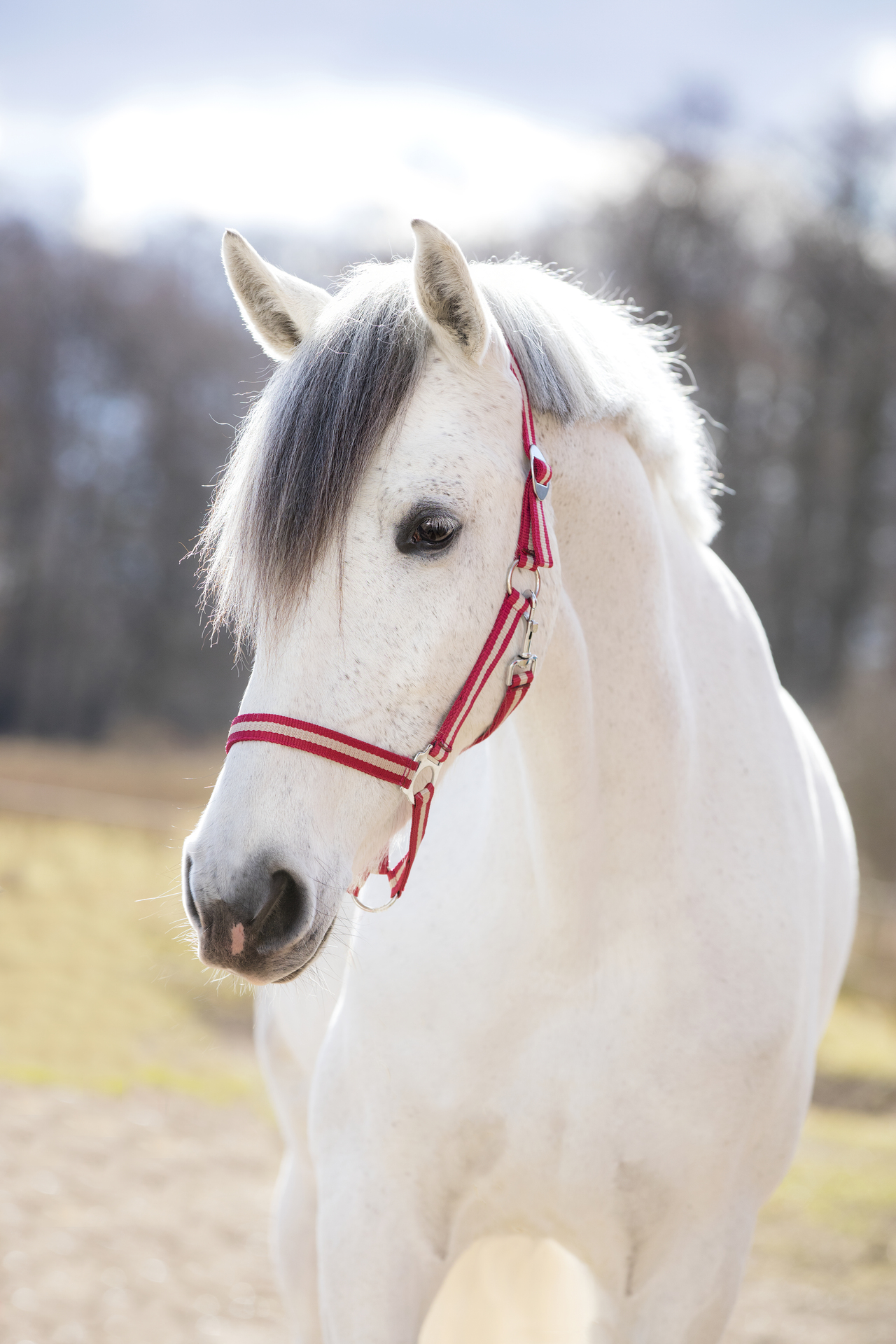 Nylonhalfter Hippo, Shetty bei leitermann.de günstig kaufen Nylonhalfter Hippo, Shetty