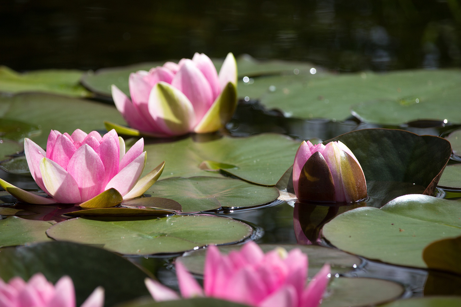 Teicherde 1x 20L bei leitermann.de günstig kaufen Teicherde 1x 20L