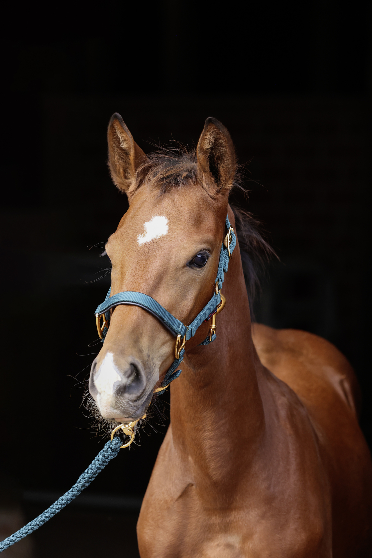 Fohlenhalfter TopLine