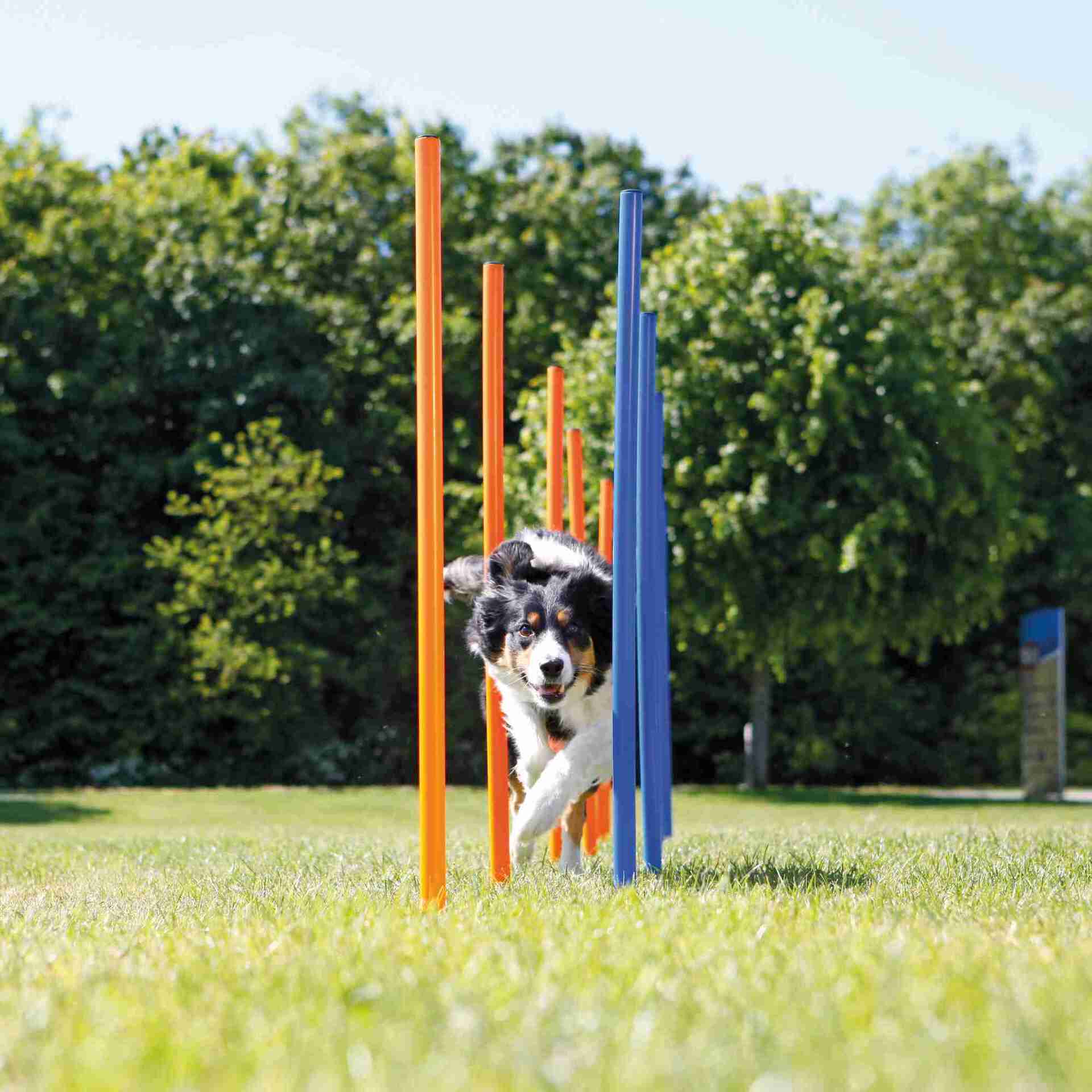Fun Agility Slalom bei leitermann.de günstig kaufen Fun Agility Slalom