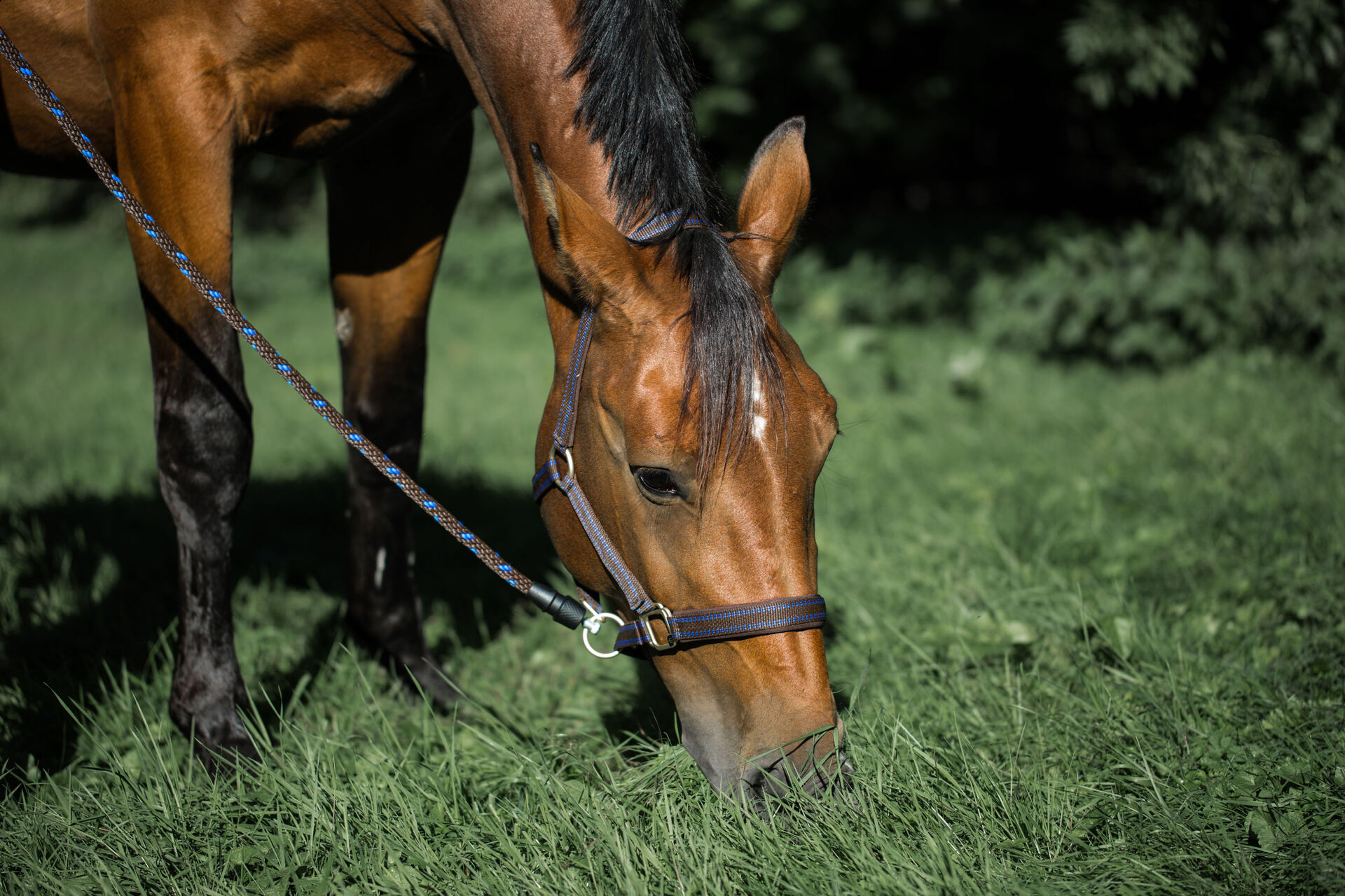 Pferdehalfter für Goleygo-System bei leitermann.de günstig kaufen Pferdehalfter für Goleygo-System