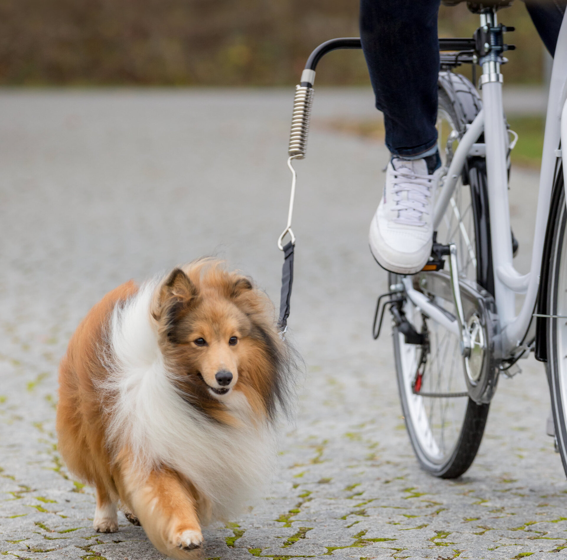 Hunde Biker-Set