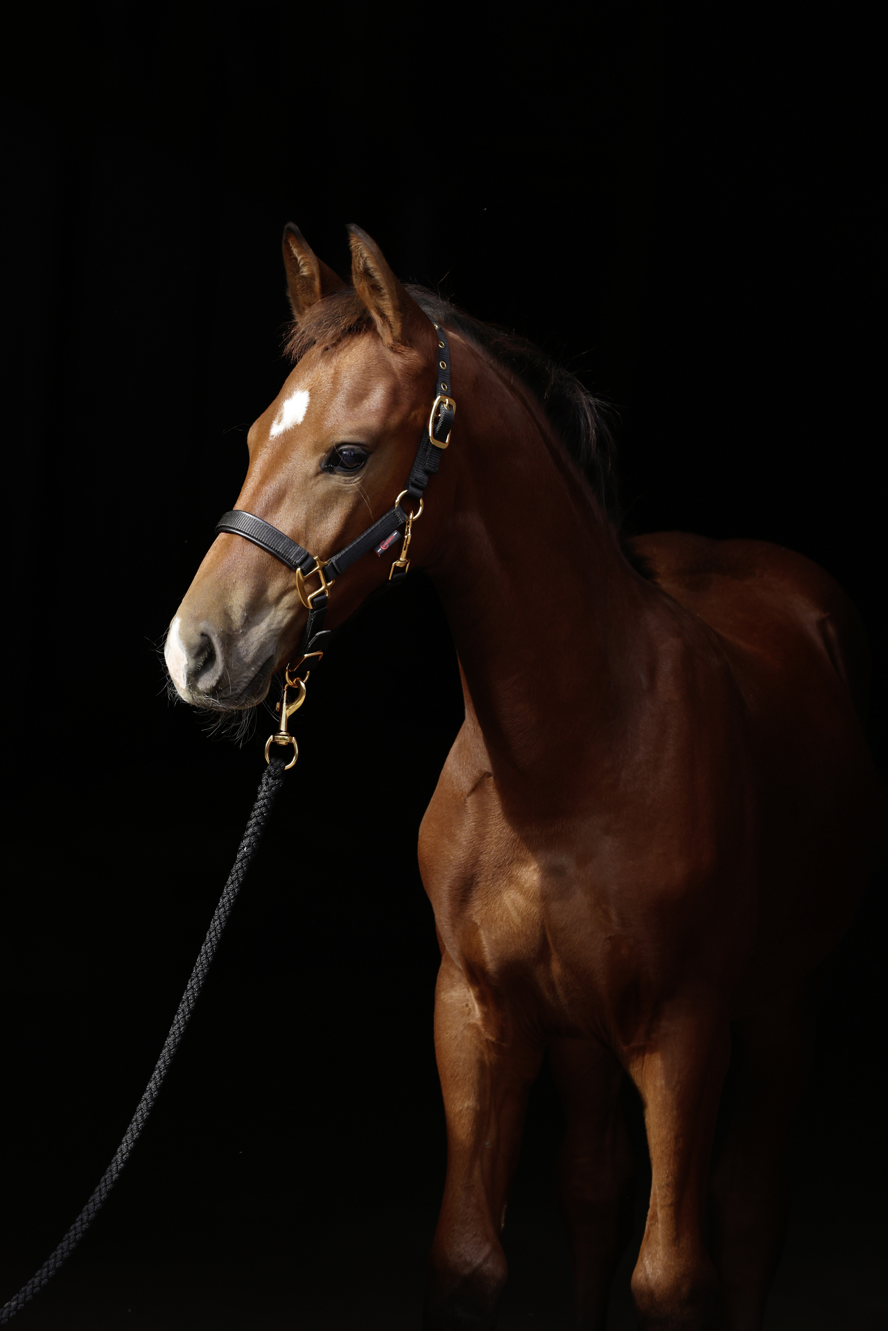 Fohlenhalfter TopLine bei leitermann.de günstig kaufen Fohlenhalfter TopLine