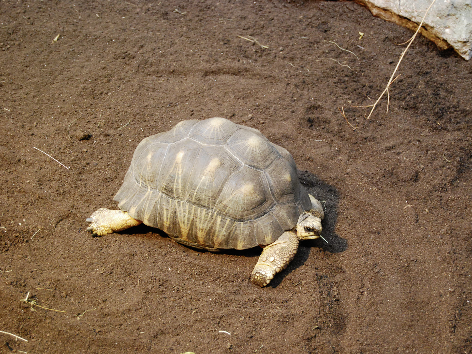 Schildkröten- und Terrariensubstrat