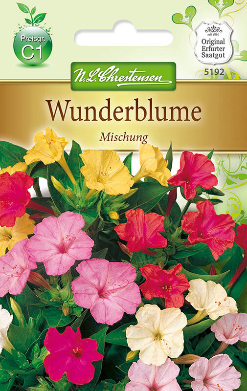 Mirabilis jalapa Mix Wunderblume