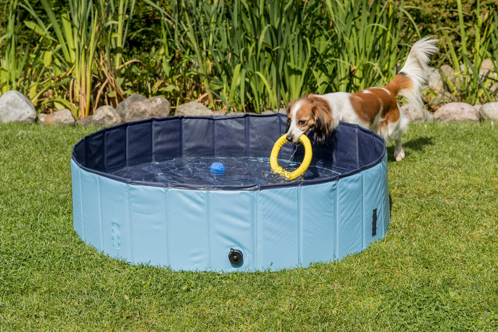 Hundepool bei leitermann.de günstig kaufen Hundepool