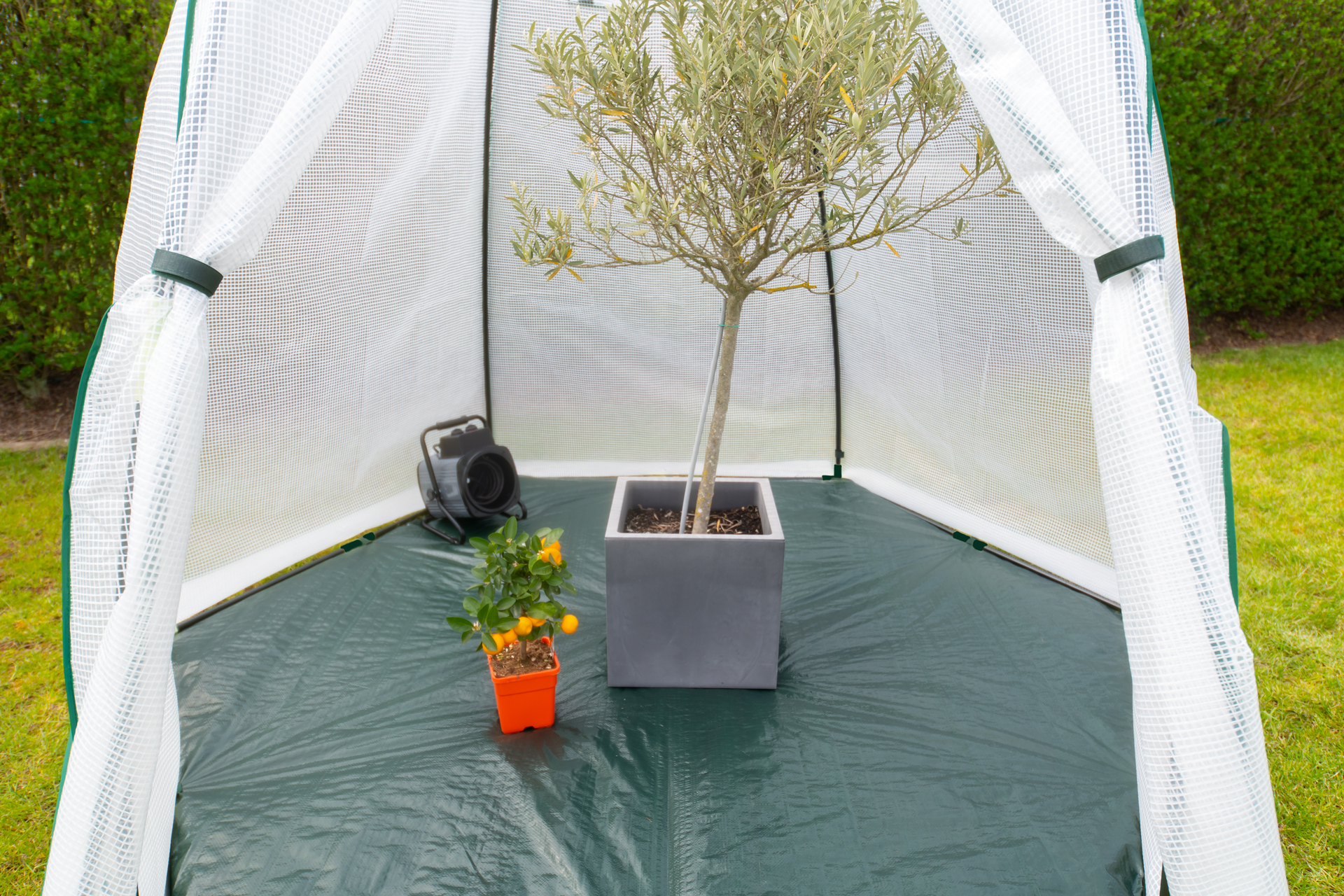 Foliengewächshaus Winterzelt Avocado