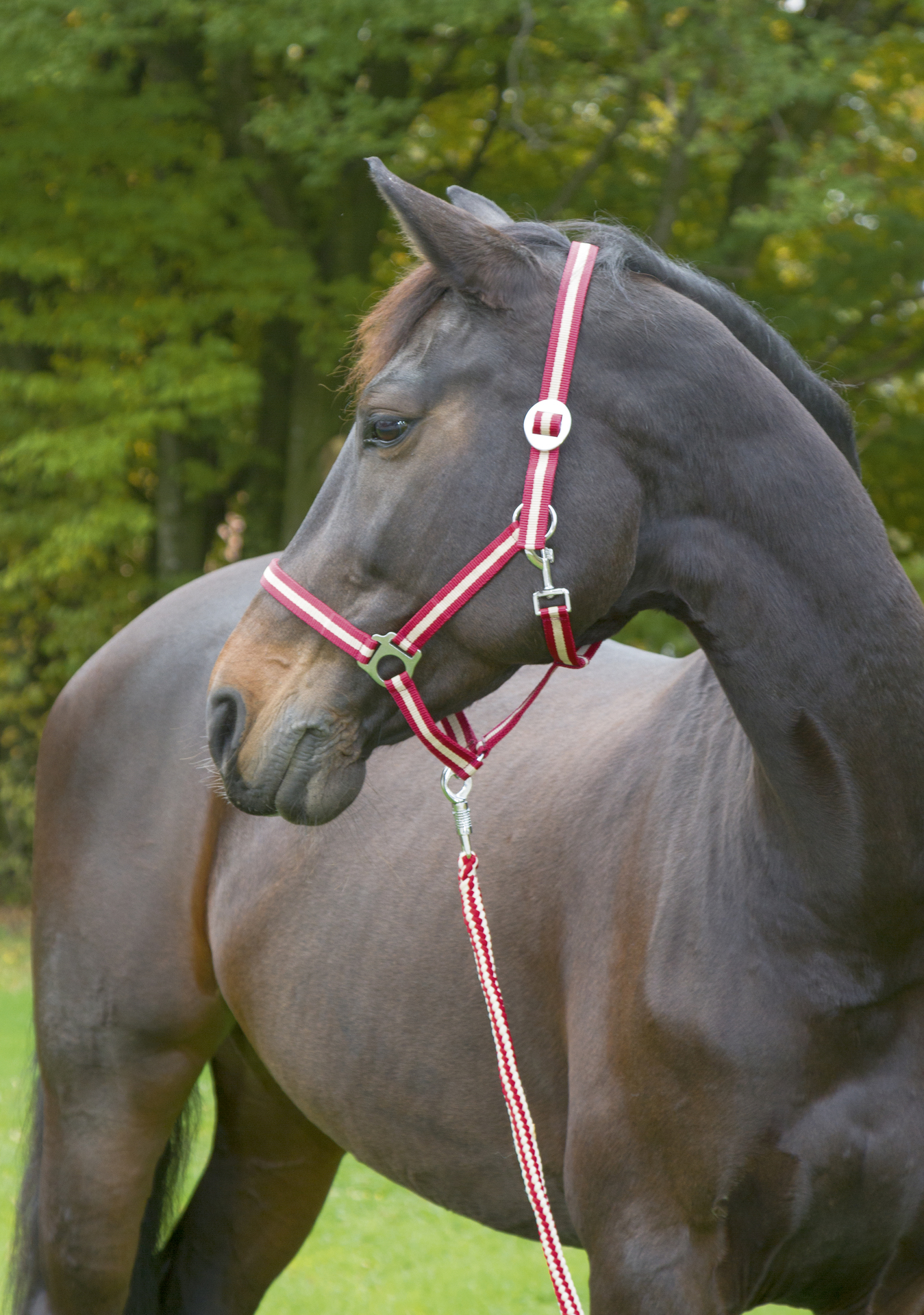 Nylonhalfter Hippo, Full bei leitermann.de günstig kaufen Nylonhalfter Hippo, Full