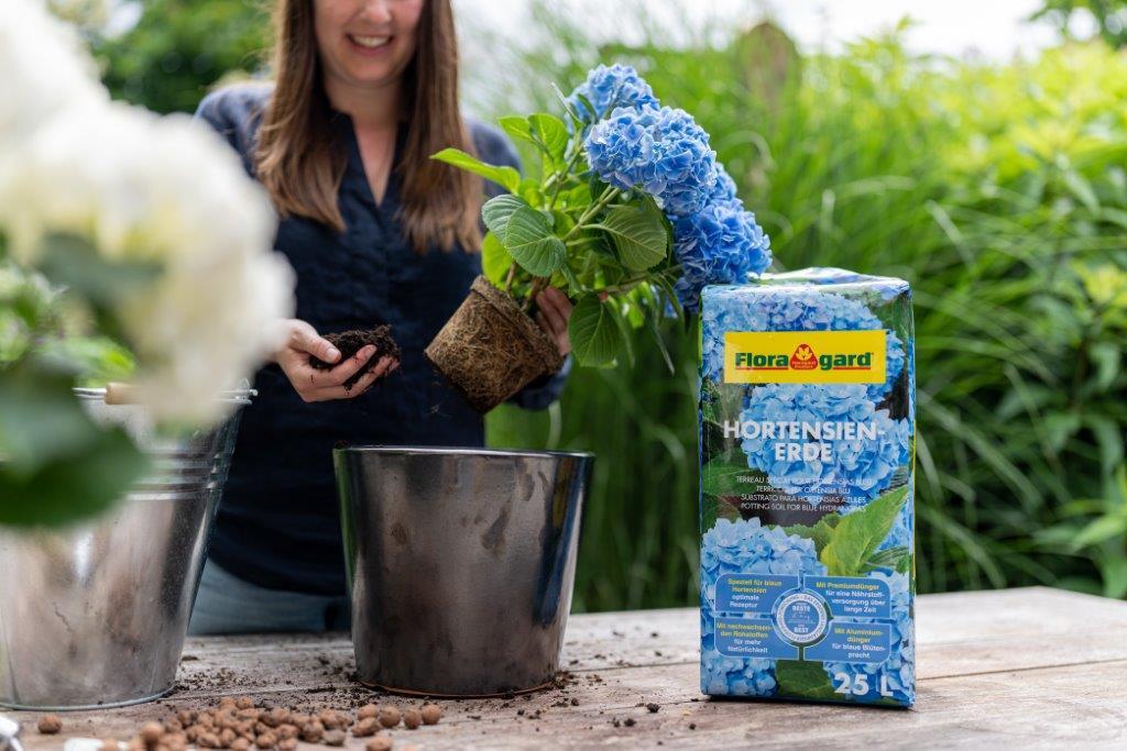 Hortensienerde für blaue Hortensien