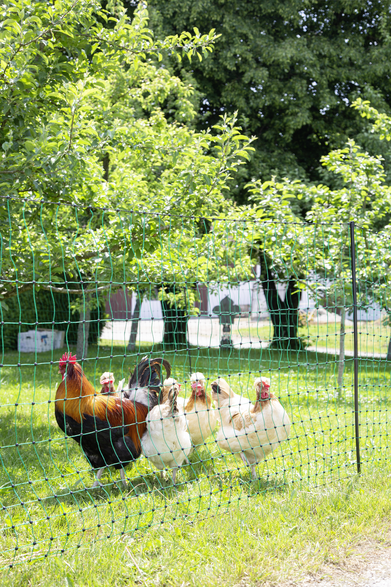 Geflügelnetz 50 mtr., 106 cm bei leitermann.de günstig kaufen Geflügelnetz 50 mtr., 106 cm