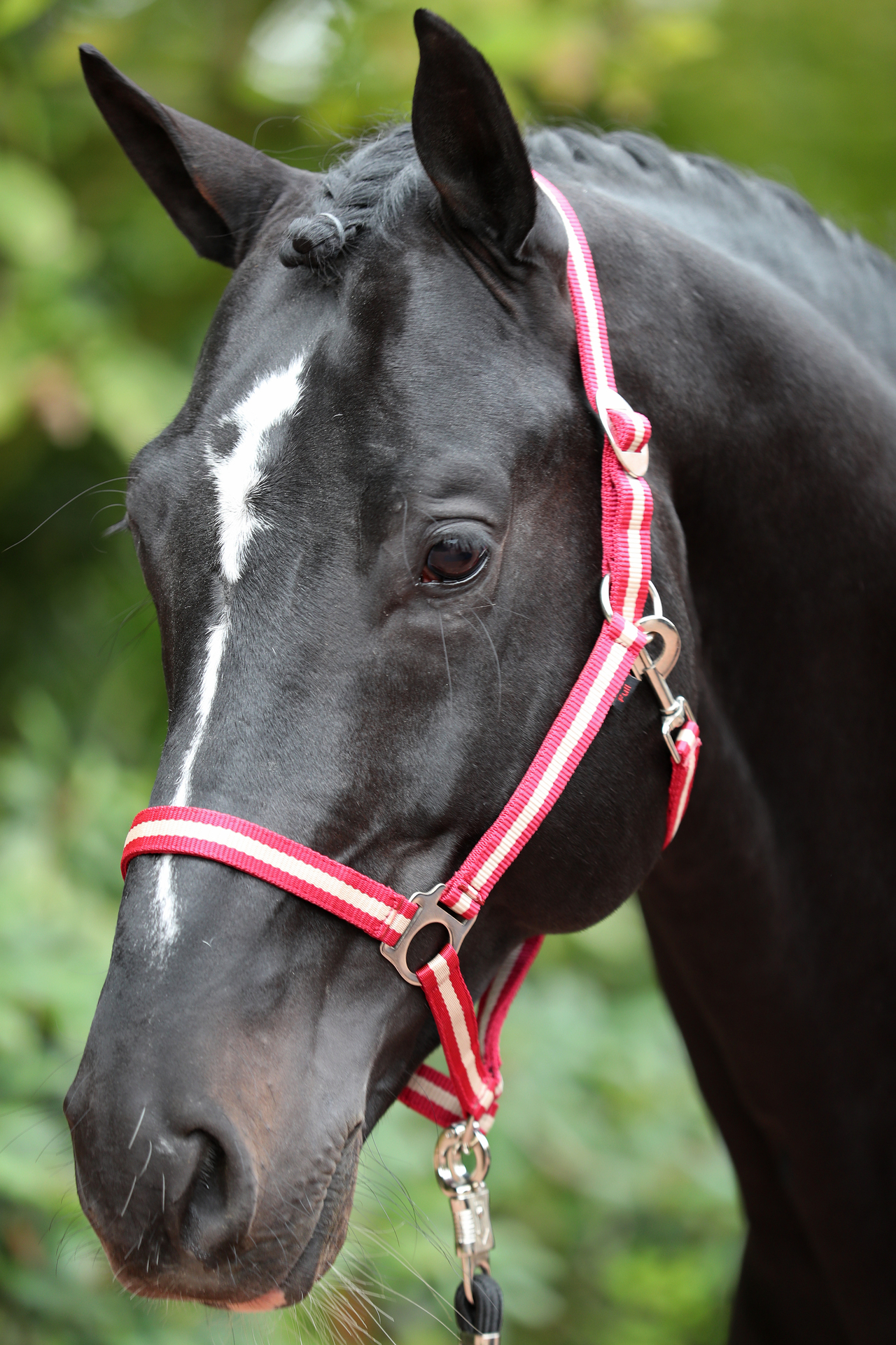 Nylonhalfter Hippo, Pony