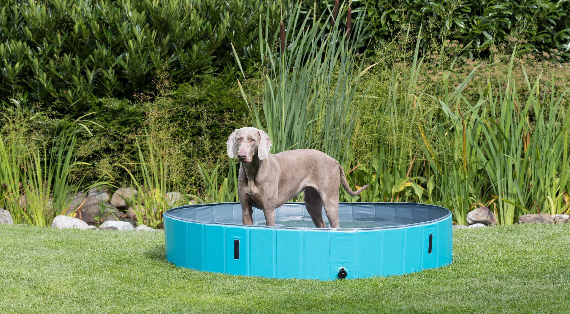 Hundepool bei leitermann.de günstig kaufen Hundepool