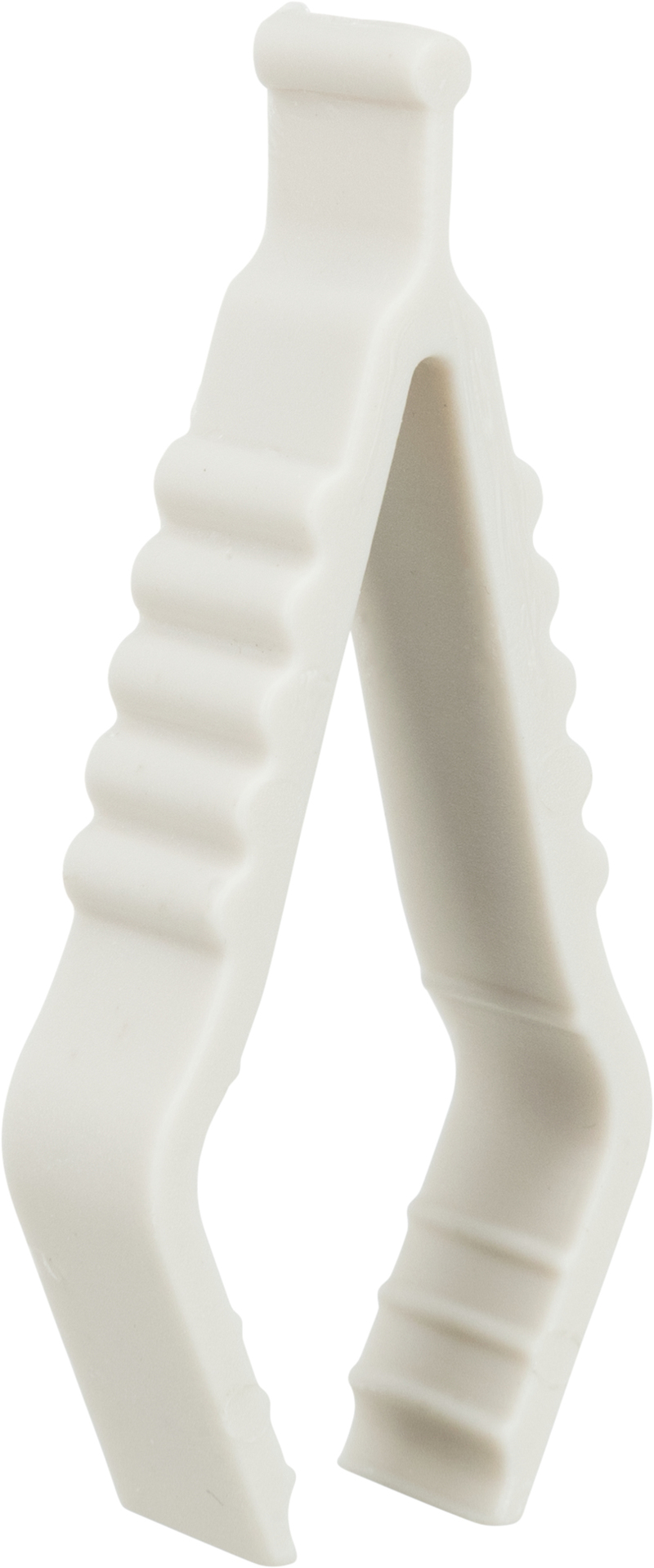 Calcium-Stein mit Sepia