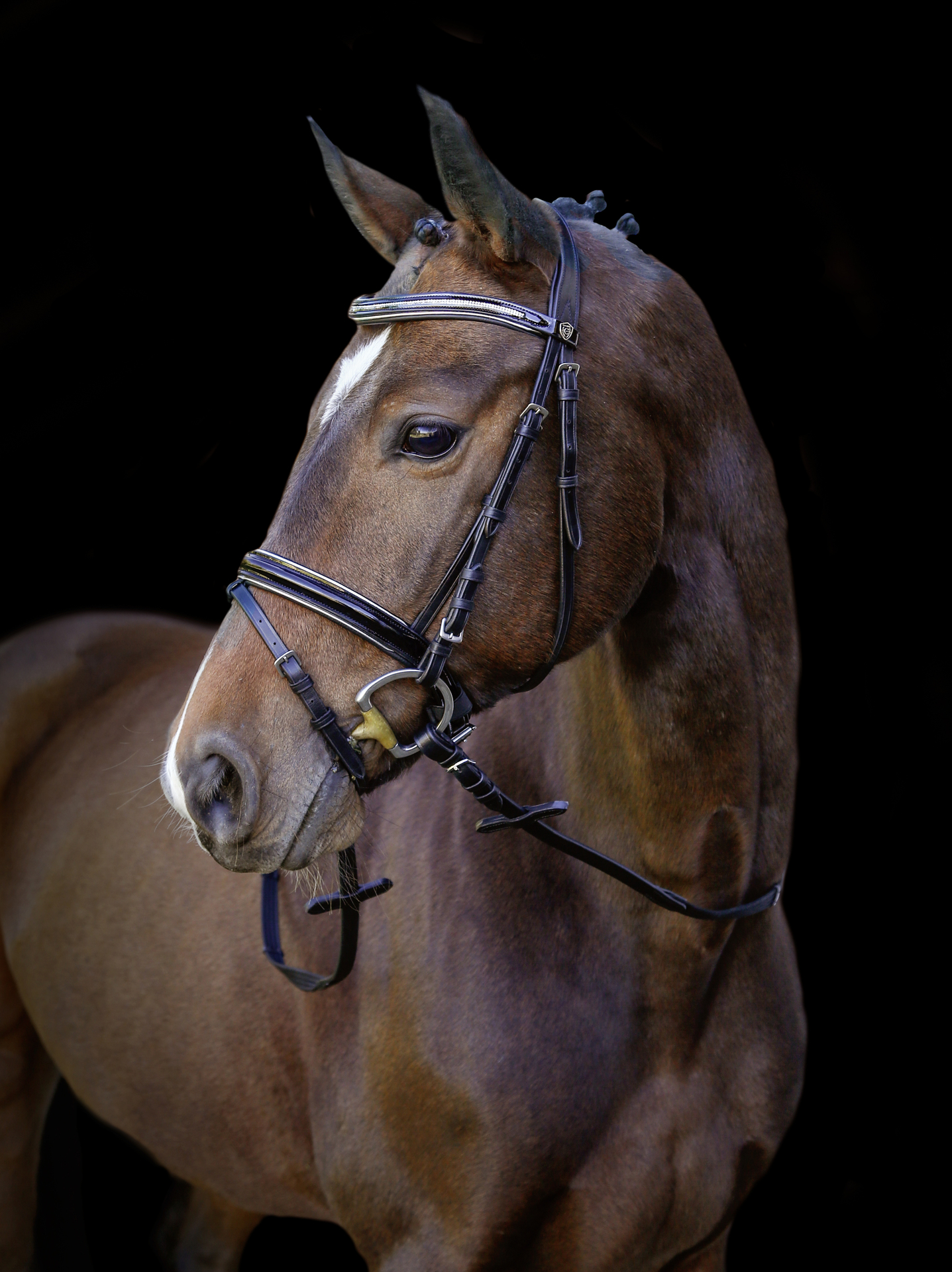 Trensenzaum Kingston, schwarz