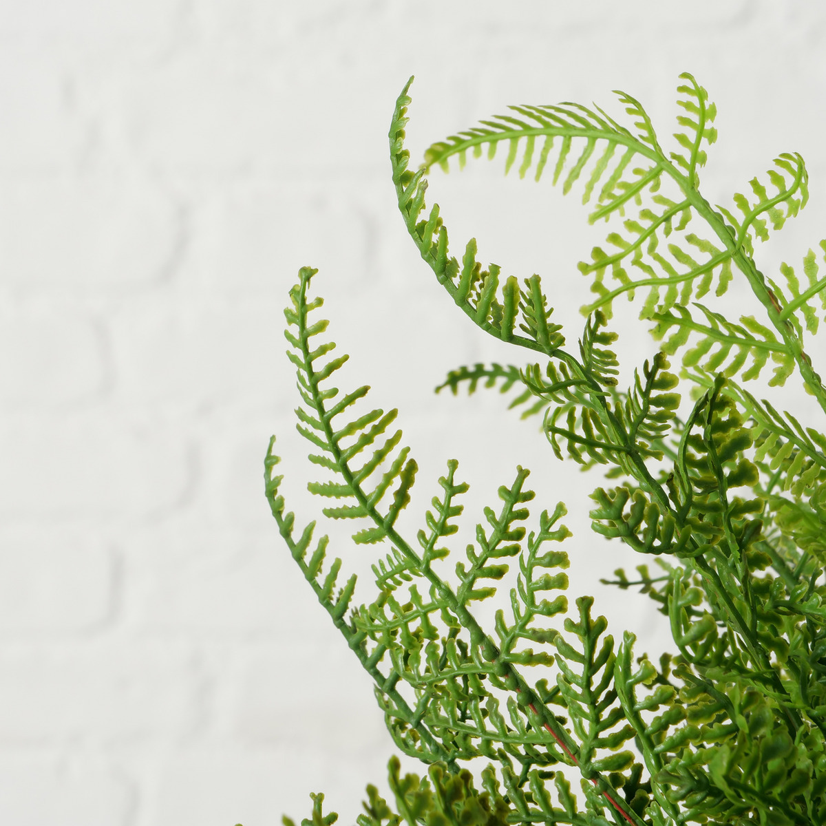 Topfpflanze 2-fach sortiert bei leitermann.de günstig kaufen Topfpflanze 2-fach sortiert