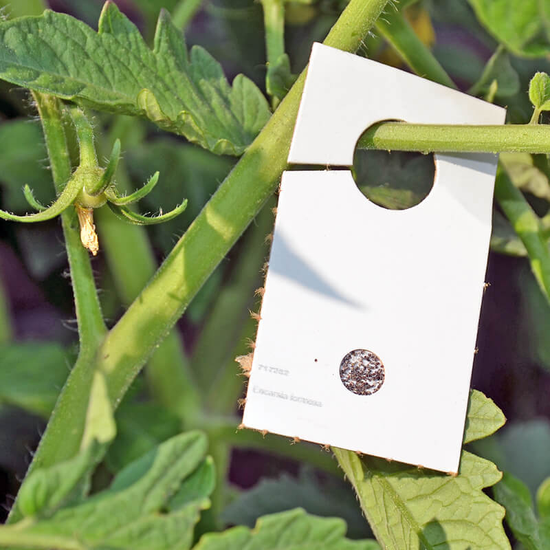 Encarsia formosa (Schlupfwespen gegen Weiße Fliege) - Mini