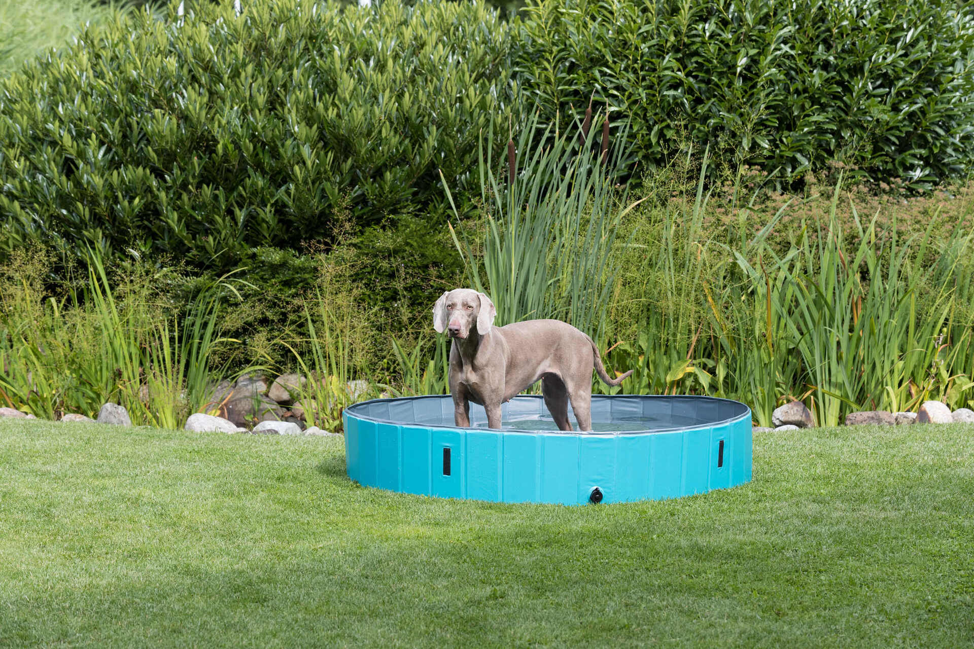 Hundepool bei leitermann.de günstig kaufen Hundepool