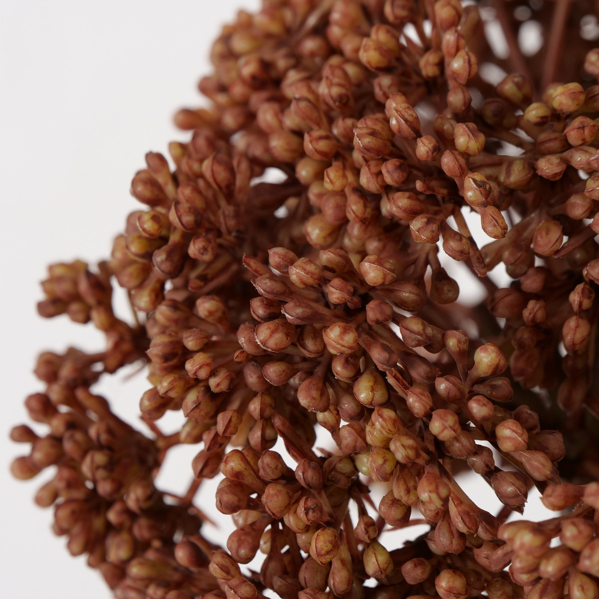 Stielblume 3-fach sortiert bei leitermann.de günstig kaufen Stielblume 3-fach sortiert