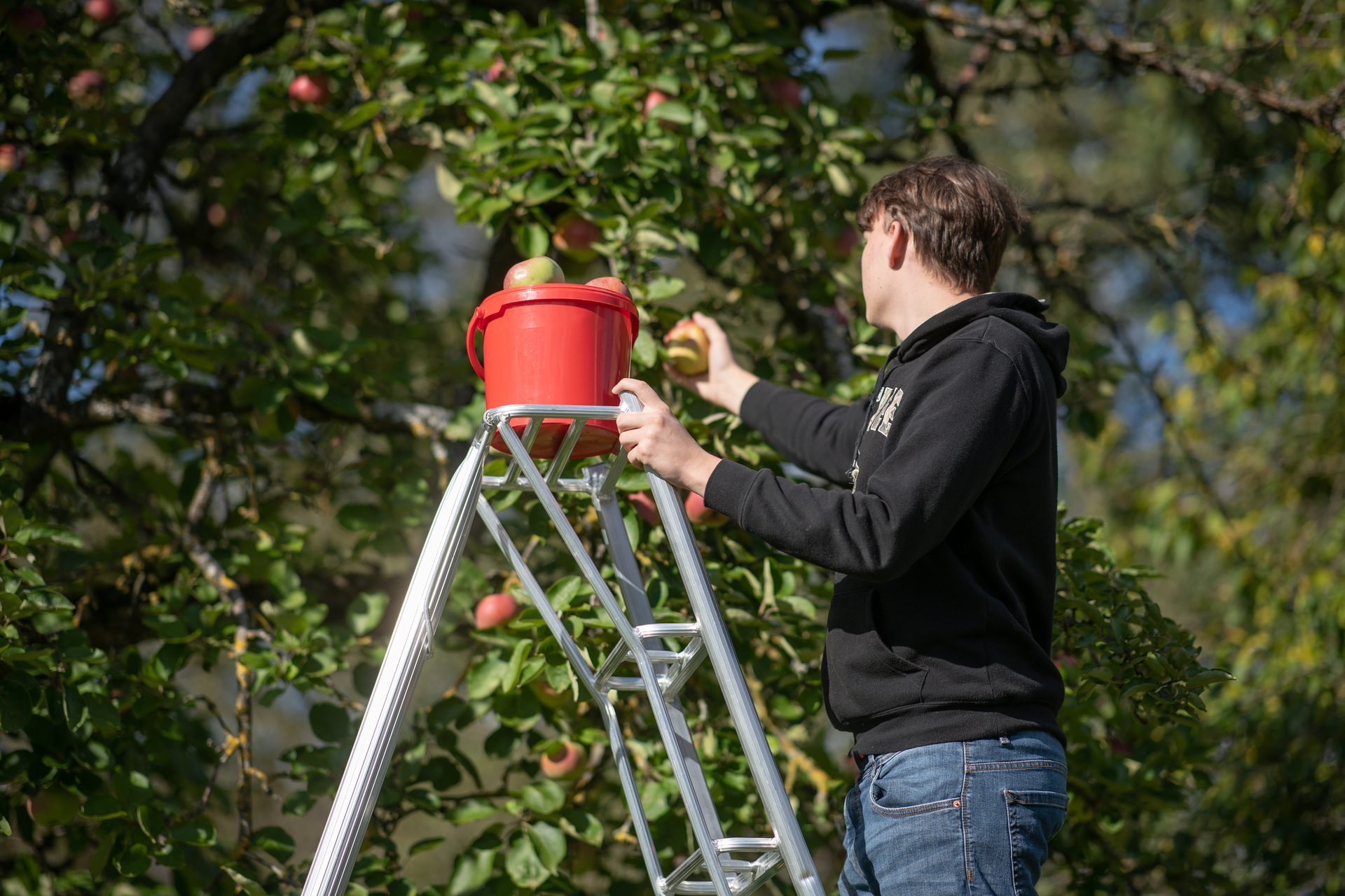 3-Holm-Gartenleiter bei leitermann.de günstig kaufen 3-Holm-Gartenleiter