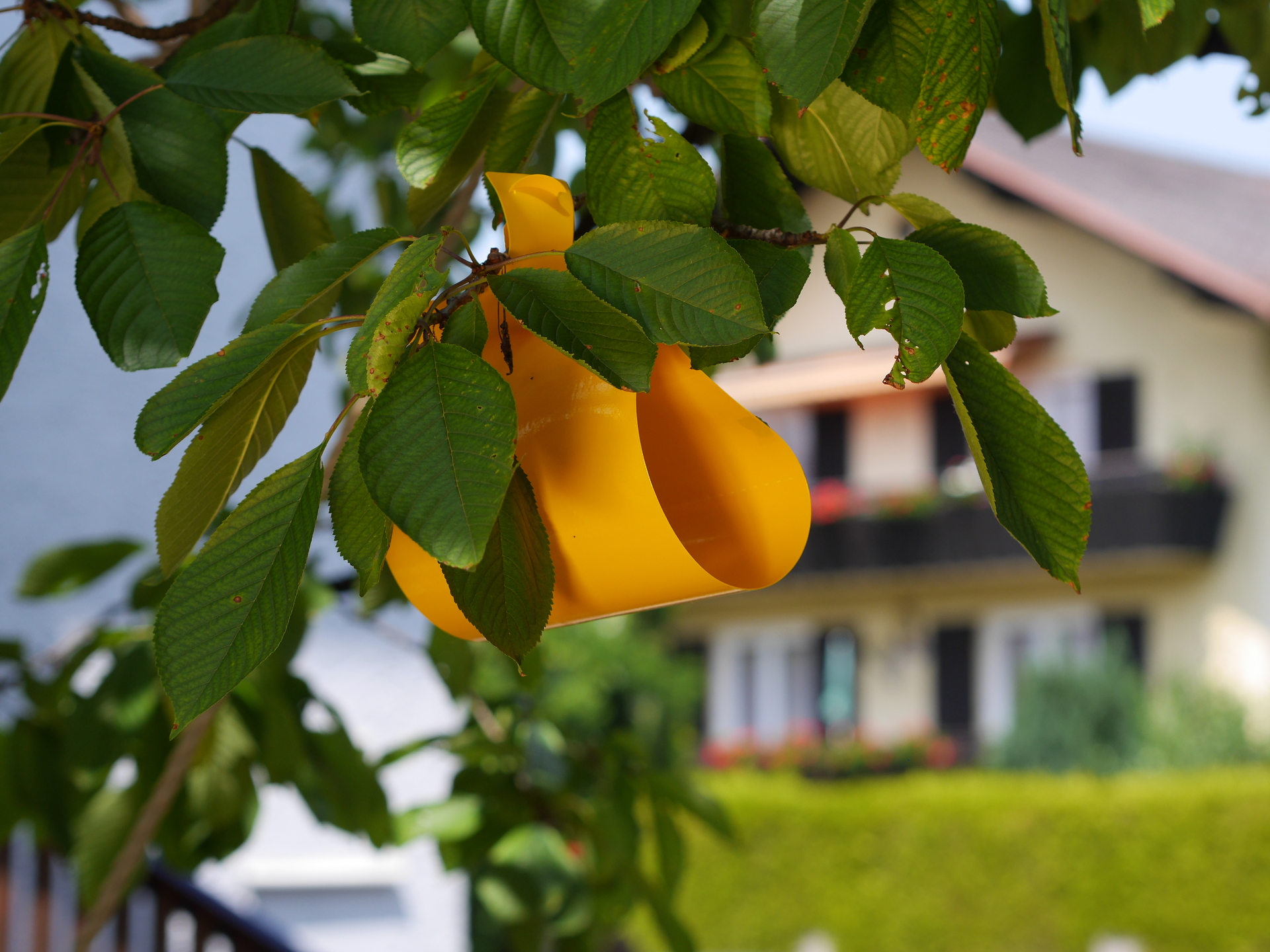 Kirsch- & Walnuss-Fruchtfliegen Fallensystem bei leitermann.de günstig kaufen Kirsch- & Walnuss-Fruchtfliegen Fallensystem