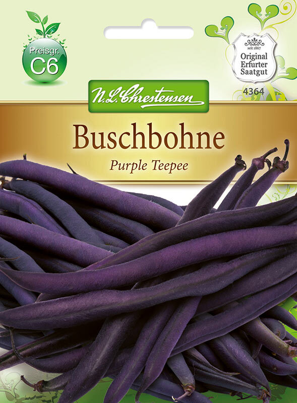 Buschbohne Purple Teepee Gluckentyp