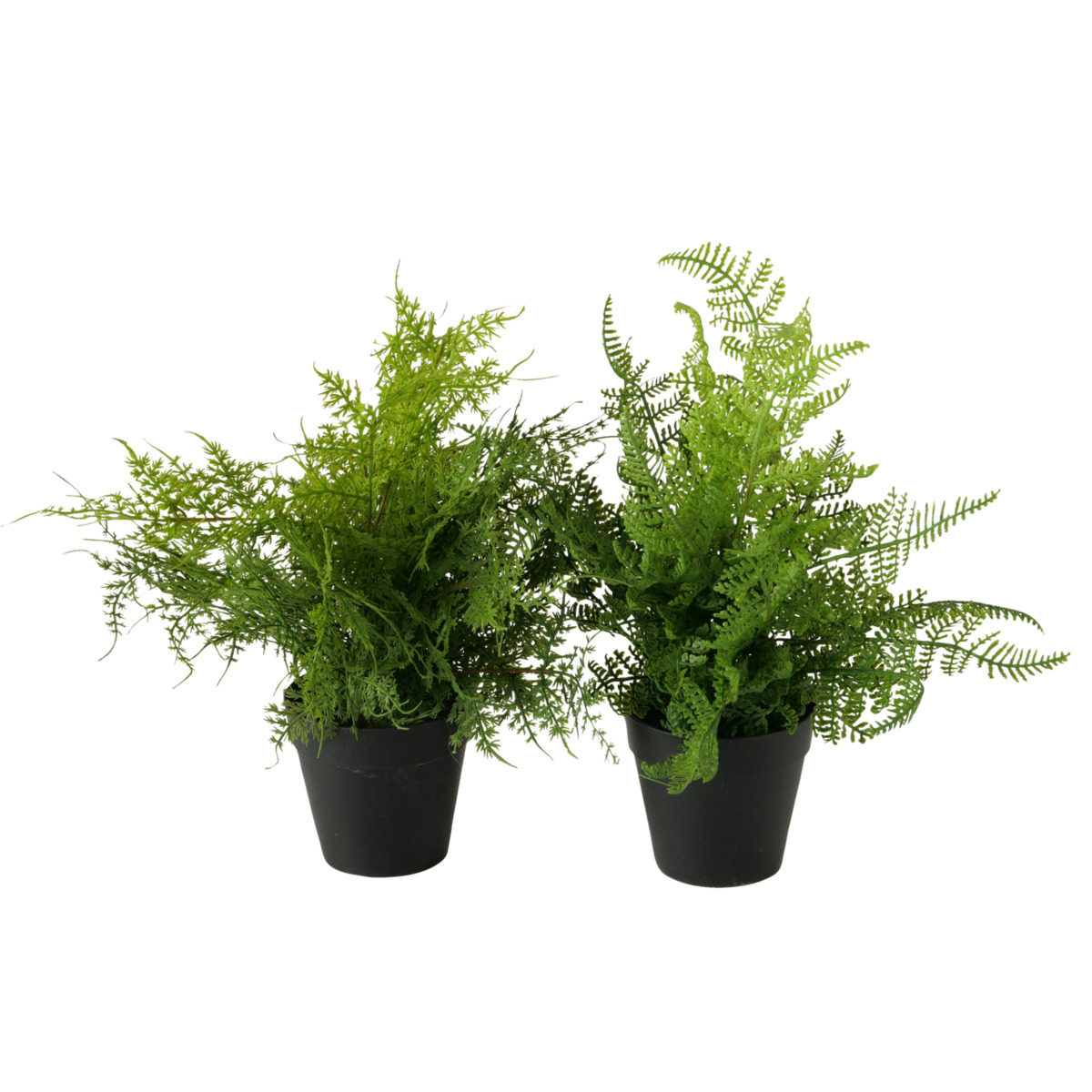 Topfpflanze 2-fach sortiert bei leitermann.de günstig kaufen Topfpflanze 2-fach sortiert