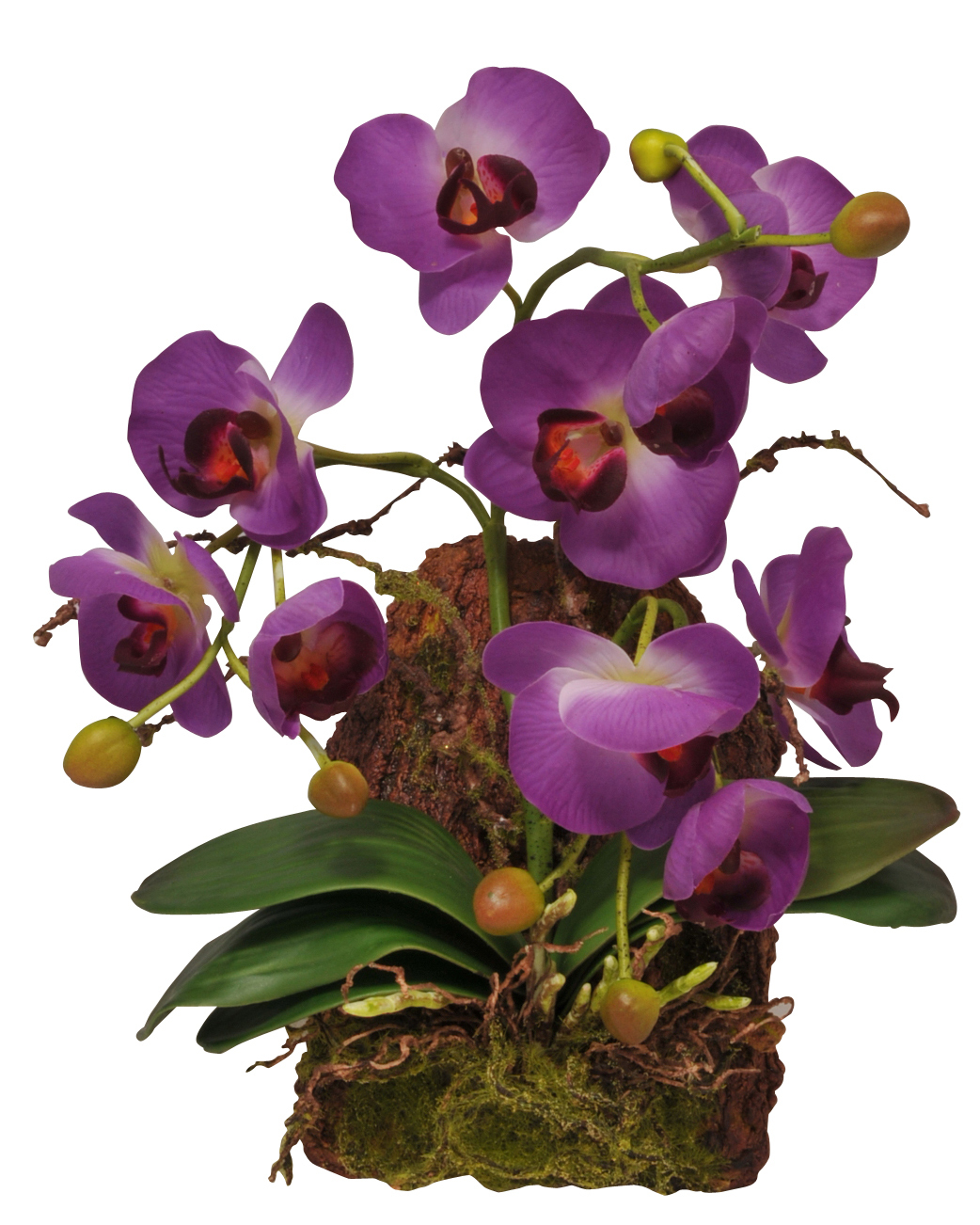 Hänge-Orchidee