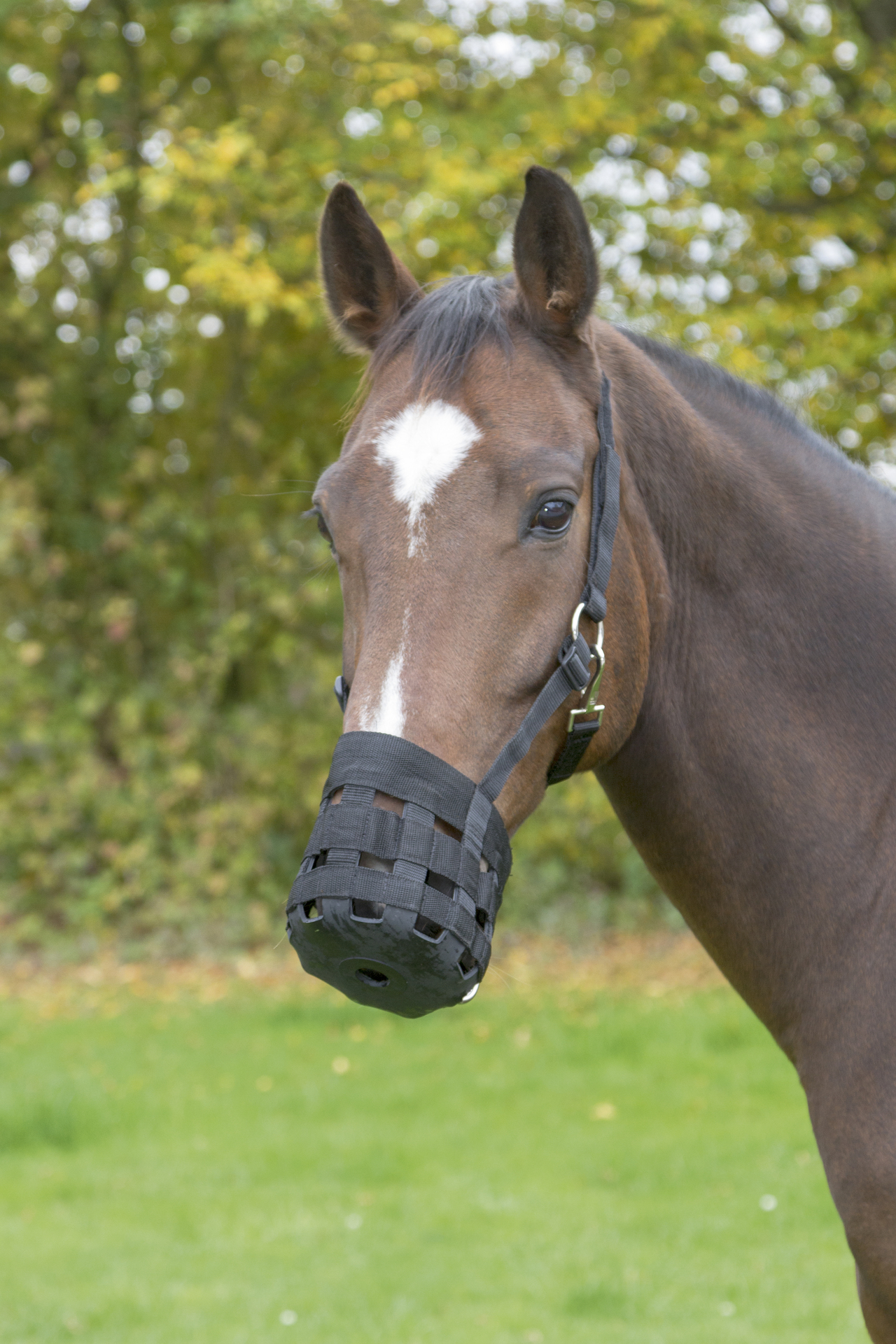 Maulkorb/Fressbremse Nylon bei leitermann.de günstig kaufen Maulkorb/Fressbremse Nylon