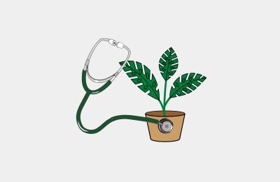 Pflanzendoktor – Beratung für Pflanzenschutz